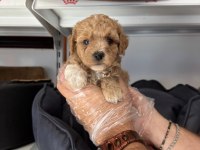 BABYFACE MALTİPOO YAVRULARIMIZ