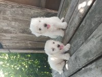 MALTESE TERRİER YAVRULAR