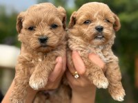 Aşılı Çiş Eğitimli Maltıpoo Bebekler