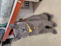 TÜM IRK KEDİLER MEVCUTTUR