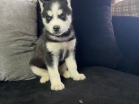 A Kalite Mavi Gözlü safkan Sibirya Kurdu Husky