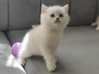 Kediler için wp iletişime geçin