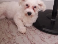 25 ocak doğumlu dişi terrier
