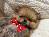 İyisi değil en iyisi 1 dişi ve 2 erkek teddy bear pomeranian