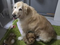 4 aylık dişi toy poodle satılık