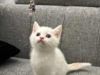 BRİTİSH YAVRULAR SÜTTEN KESİLMEK ÜZERE !