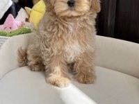 Maltipoo Safkan