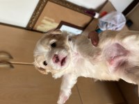 1 aylık maltipoo yavrular