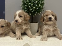 Maltipoo yavrularmız