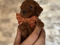 MİNİK KALAN TOY POODLE RED BROWN RENK