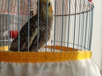 2.5 aylık bebek sultan papağanı kafesi ile beraber