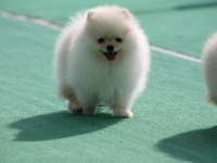 Pomeranian boo yavrular anne baba şecereli