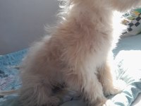 4 aylık yavru köpeğimiz