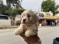 A Kalite Dişi Maltipoo Yavrumuz Kg Garantili