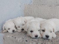 MALTESE TERRIER YAVRULARI