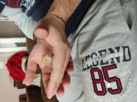 Tatlı Hamster Yavrucuklar Çok Tatlılar