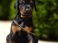 Silah Niyetine Doberman Hasım İnfazcısı