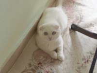 Sevecen scottish fold yavrumuz