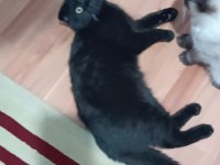4 aylık erkek scottish fold ücretsiz sahiplendirilecektir