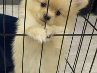 2 aylık erkek Pomeranian boby