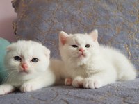 British ve shorthair yavrularımız teslime hazır