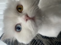 Chinchilla 11 aylık kedimiz