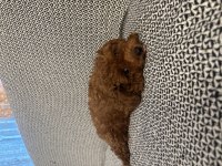 Sevimli poodle