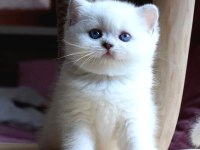 british shorthair yavrularım