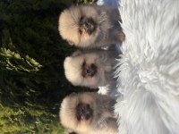Pomeranian boo yavrularımız