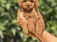 Ayıcık poodle yavrular
