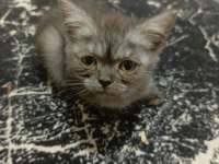British Shorthair 3 Aylık
