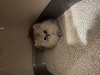 British longhair yavruma acil yuva aranıyor