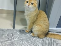 Golden scottish fold kızımız yeni yuvasını arıyor