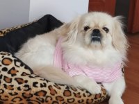 Pekinez cins köpekler acil yuva aranıyor