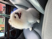 2 yaşında erkek teddy pomeranian