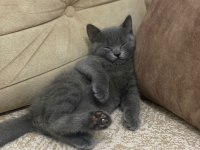 Sevimli Yavru Kedi Safkan British Shorthair