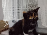 ACİL SAHİPLENDİRME KEDİMİZ