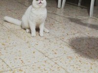 SCOTTİSH FOLD KEDİMİZİ ÇİFTLEŞTİRME İLANI