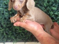 İsabella Mini Dachshund Tr de Tek