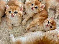 Birbirinden Güzel Golden British Shorthair Yavrularım