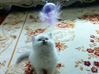 70 günlük erkek british shorthair kedisi