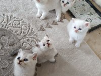 Safkan british shorthair yavrularımız