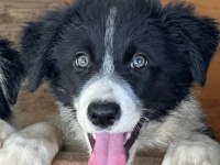Türkiyede Böylesi Zor Border Collie Yavrular
