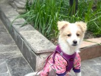 4 aylık havanese terrier
