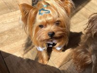 Mini Yorkshire Terrier yavruları