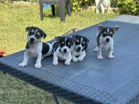 A Kalite Şivava (Chihuahua) Yavruları