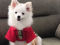 7 aylık dişi pomeranian