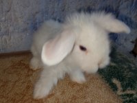 Hollanda teddy lop tavşan yavrular