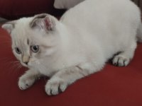 Scottish fold blu point erkek yavrular