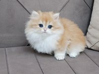 A Kalite British Longhair Yavrular